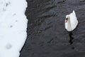 White Swan close up on the water near snow covered lake shore at cold winter day Royalty Free Stock Photo