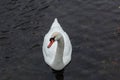 White Swan close up on the water near snow covered lake shore at cold winter day Royalty Free Stock Photo