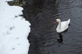 White Swan close up on the water near snow covered lake shore at cold winter day Royalty Free Stock Photo