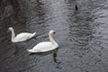 White Swan close up on the water near snow covered lake shore at cold winter day Royalty Free Stock Photo