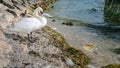 White swan on the coast at lake garda, Royalty Free Stock Photo