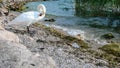 White swan on the coast at lake garda, Royalty Free Stock Photo