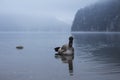 White swan on a cold lake on a snowy winter day Royalty Free Stock Photo