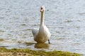 White swan coming out of water on to the sea shore Royalty Free Stock Photo