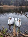 White swan couple in love are swimming on pond in spring. Two waterfowl on water, romantic scene, concept of calm Royalty Free Stock Photo