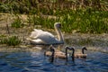 White Swan and cygnets in Danube Delta. Focus on the babies Royalty Free Stock Photo