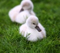 White Swan Cygnets Royalty Free Stock Photo