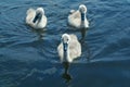 White Swan Cygnets Royalty Free Stock Photo