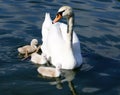 White Swan Cygnets Royalty Free Stock Photo