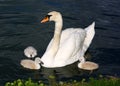 White Swan Cygnets with Mother Royalty Free Stock Photo