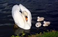 White Swan Cygnets with Mother Royalty Free Stock Photo