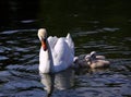 White Swan Cygnets with Mother Royalty Free Stock Photo