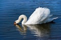 White swan or Cygnus olor feeding Royalty Free Stock Photo