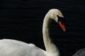 White Swan Royalty Free Stock Photo