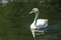 White Swan Royalty Free Stock Photo