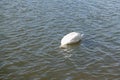 White Swan Dabbling With Head Under Water Royalty Free Stock Photo