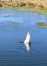 Swan diving on pond Royalty Free Stock Photo