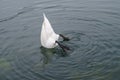 White swan diving in the lake of the Palace of Versailles Royalty Free Stock Photo