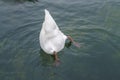 White swan diving in the lake of the Palace of Versailles Royalty Free Stock Photo