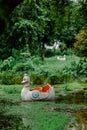 The white swan or duck pedal boat is moored in a lake in the park. Royalty Free Stock Photo