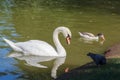 White swan, duck and pigeon in the park Royalty Free Stock Photo