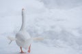 White swan duck running funnily with snow background