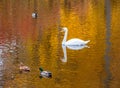 White swan and ducks swimming in a golden pond