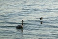 White swan and ducks swimming in Lago di Garda, in Peschiera del Garda. Royalty Free Stock Photo