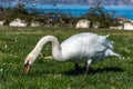 White swan eating near a lake Royalty Free Stock Photo