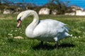 White swan eating near a lake Royalty Free Stock Photo