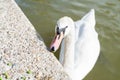 A white swan eating peas on the lake shore Royalty Free Stock Photo