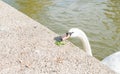 A white swan eating peas on the lake shore.Sunny day. Copy-space. Royalty Free Stock Photo