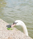 A white swan eating peas on the lake shore.Sunny day. Copy-space. Royalty Free Stock Photo