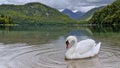 White swan elegantly glides through the still waters of a pond Royalty Free Stock Photo