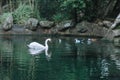 White swan in the emerald lake. Romantic background.