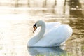 White swan in evening light of the sunset on a lake Royalty Free Stock Photo