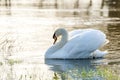 White swan in evening light of the sunset on a lake Royalty Free Stock Photo