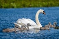 White Swan family and cygnets in Danube Delta Royalty Free Stock Photo