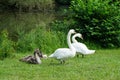 White swan family with cygnets Royalty Free Stock Photo