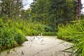 White swan family. Father swan mother swan and baby chick children kids swans. Birds swimming on water in a pond with reed and