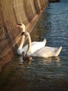 White swan family at sunset