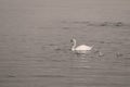 Swans with her little ones Royalty Free Stock Photo