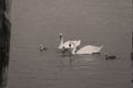 Swan with her little ones Royalty Free Stock Photo