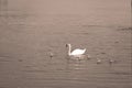 Swans with her little ones Royalty Free Stock Photo