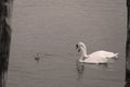 Swans with her little ones Royalty Free Stock Photo