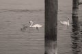 Swans with her little ones Royalty Free Stock Photo