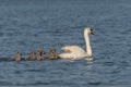 White swan family swimming