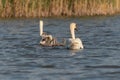 White swan family swimming