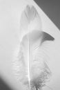 White swan feather and shadows on white background. Concept of tenderness and softness, close-up. Beauty Royalty Free Stock Photo