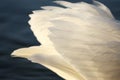 White swan feathers Royalty Free Stock Photo